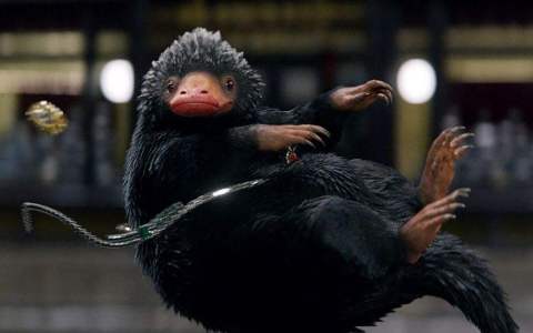 神奇动物在哪里