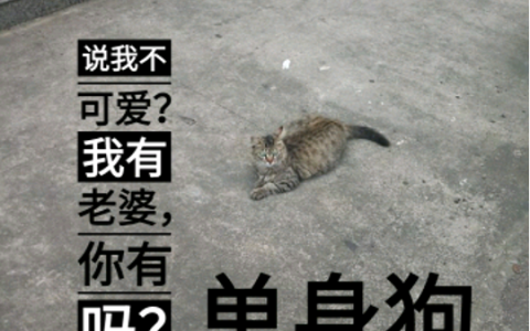 第七届衬衬杯征文