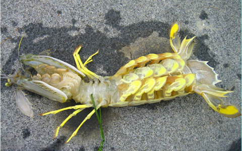 第四届衬衬杯征文