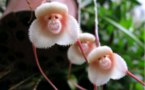 第二十四届衬衬杯征文