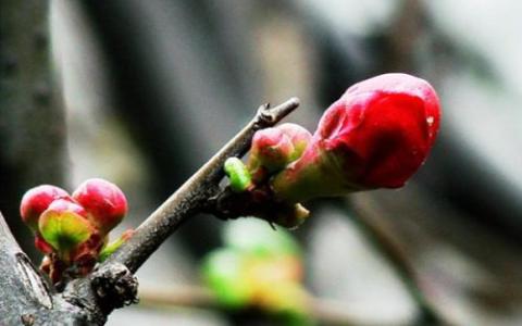 第二届衬衬杯征文