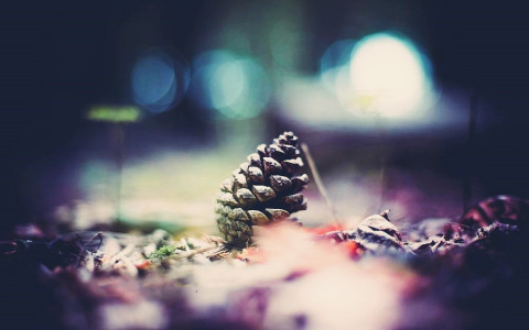 零重力松果访谈