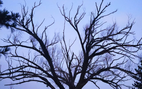 我个人很喜欢的一张照片，冰天雪地里干枯的老树不屈地向天伸展，有股子韧劲儿。