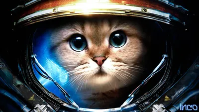 幻界12猫